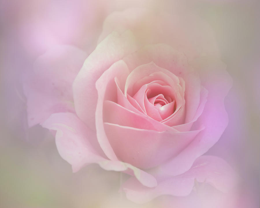 Soft Rose Photograph by Ann Bridges