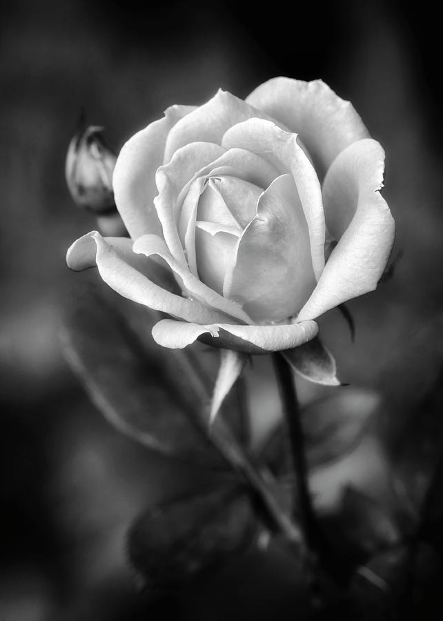 Soft Rose Black and White Photograph by Carolyn Derstine