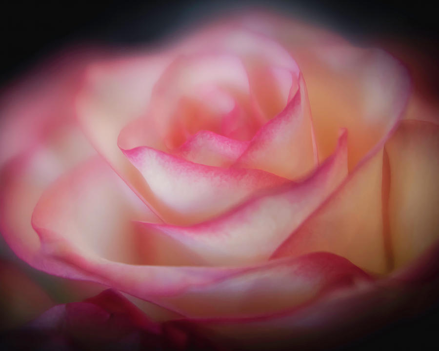 Soft Rose Bloom Photograph by Teresa Wilson