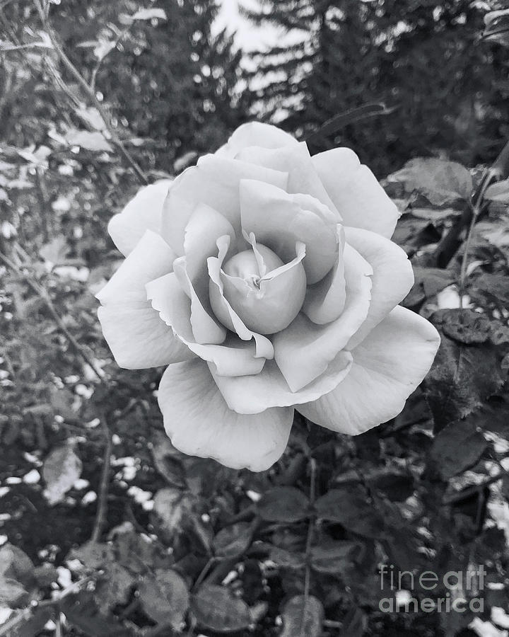 Soft Rose in black and white Photograph by Maria Janicki