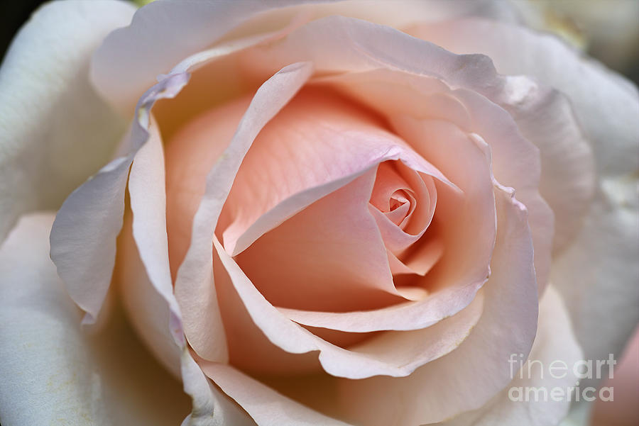 Soft Rose Photograph by Joy Watson