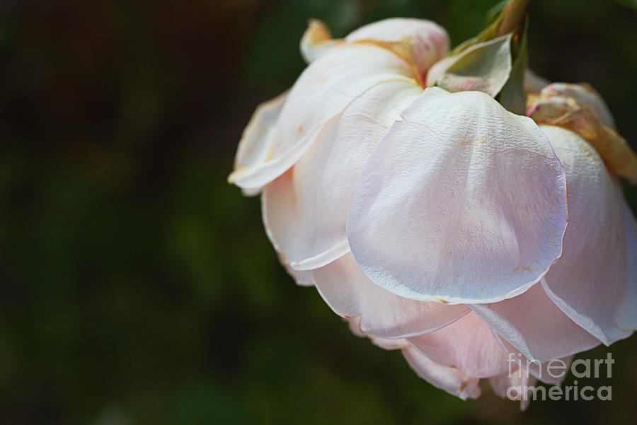Soft Rose Petals  Photograph by Joy Watson