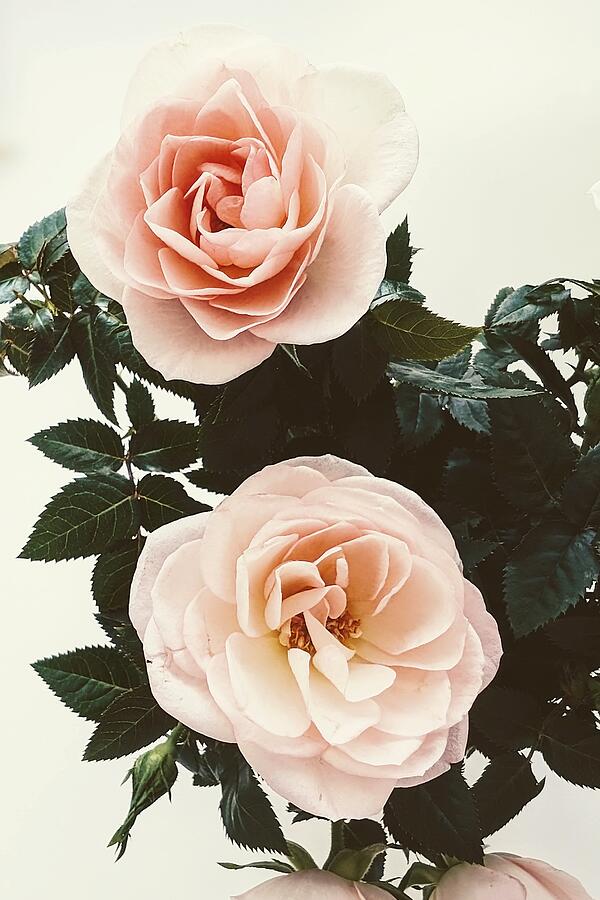 Soft Roses Photograph by Van Thi Diep Soft Roses Photograph by Van Thi Diep