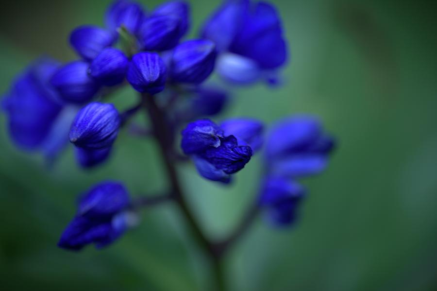 Soft Seduction in Blue Photograph by Heidi Fickinger