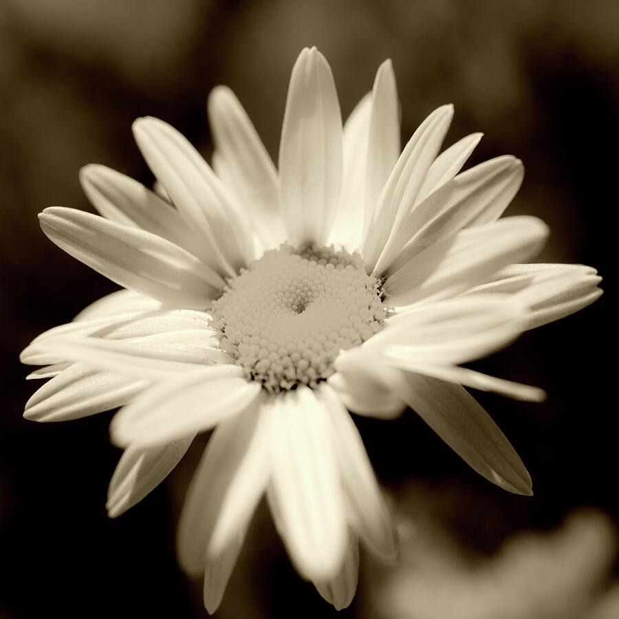 Soft Sepia Daisy Flower Photograph by Tanya C Smith