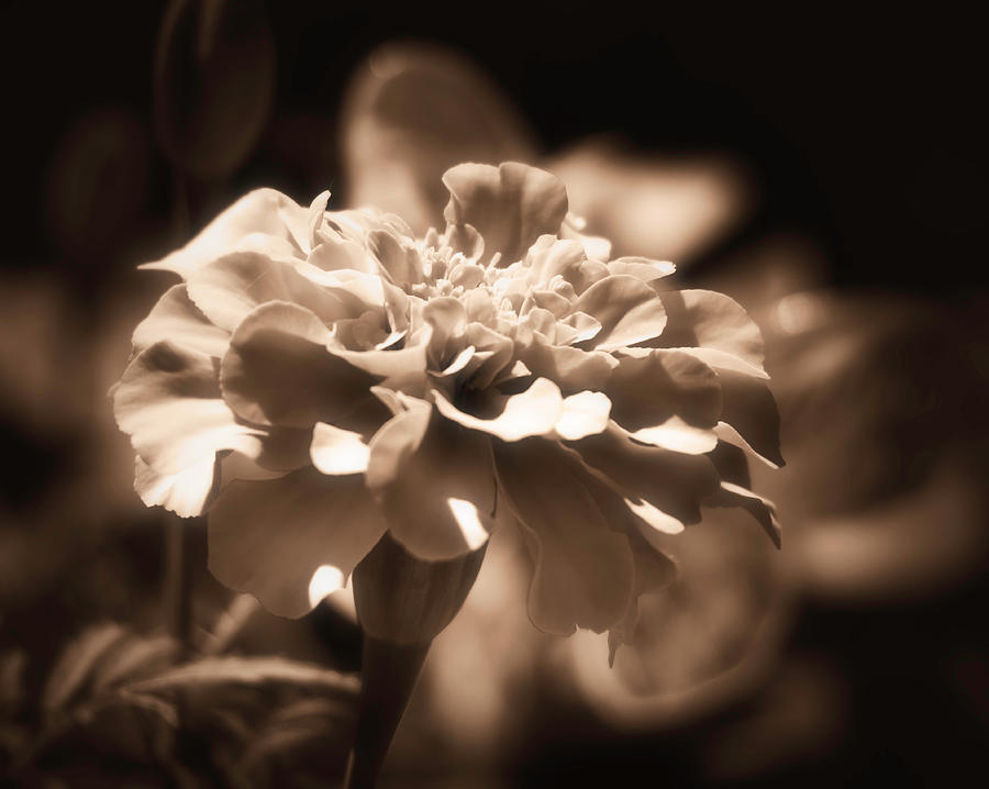 Soft Sepia Flower Photograph by Jason Fink