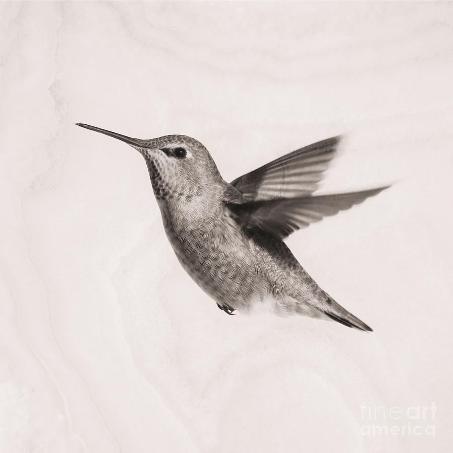 Soft Sepia Hummingbird In Flight Photograph