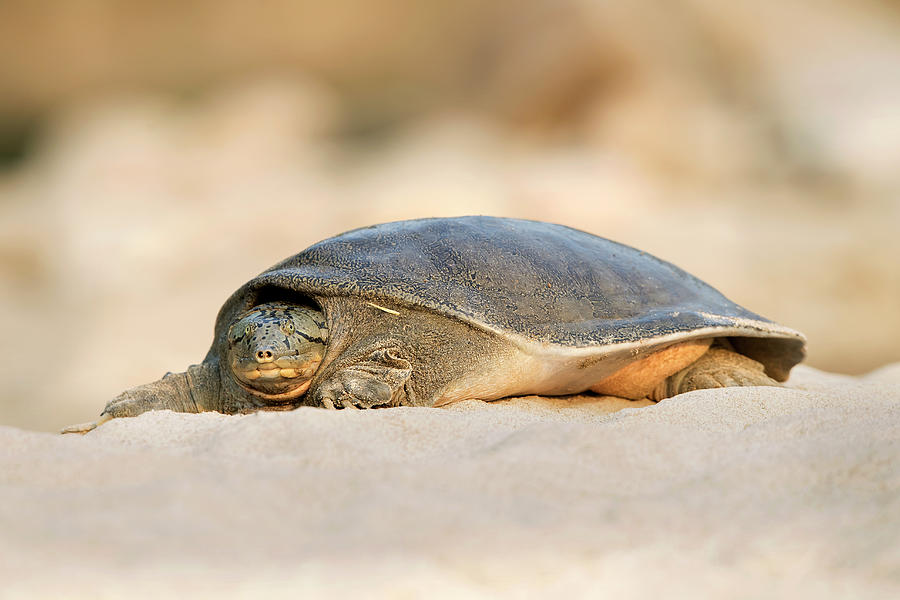 Soft Shell Turtle Photograph by Hira Punjabi - Fine Art America