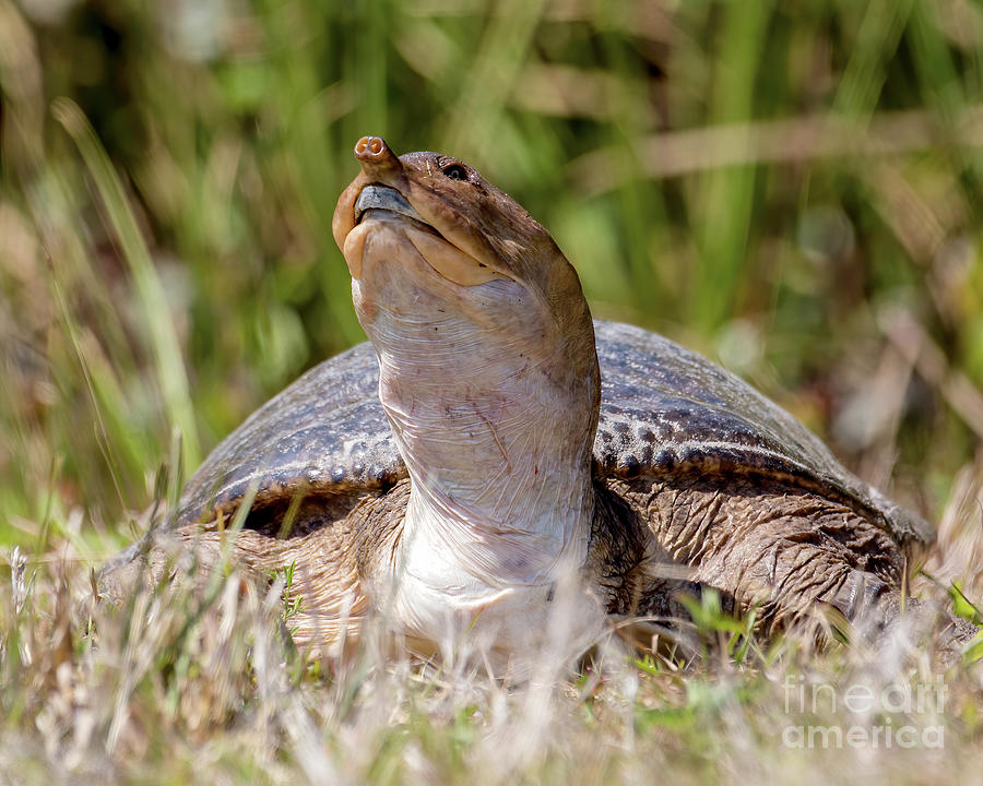 Soft Shell Turtle Photograph By Rodney Cammauf Pixels 