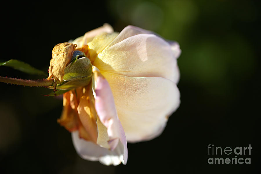 Nature Photograph - Soft Side Rose  by Joy Watson