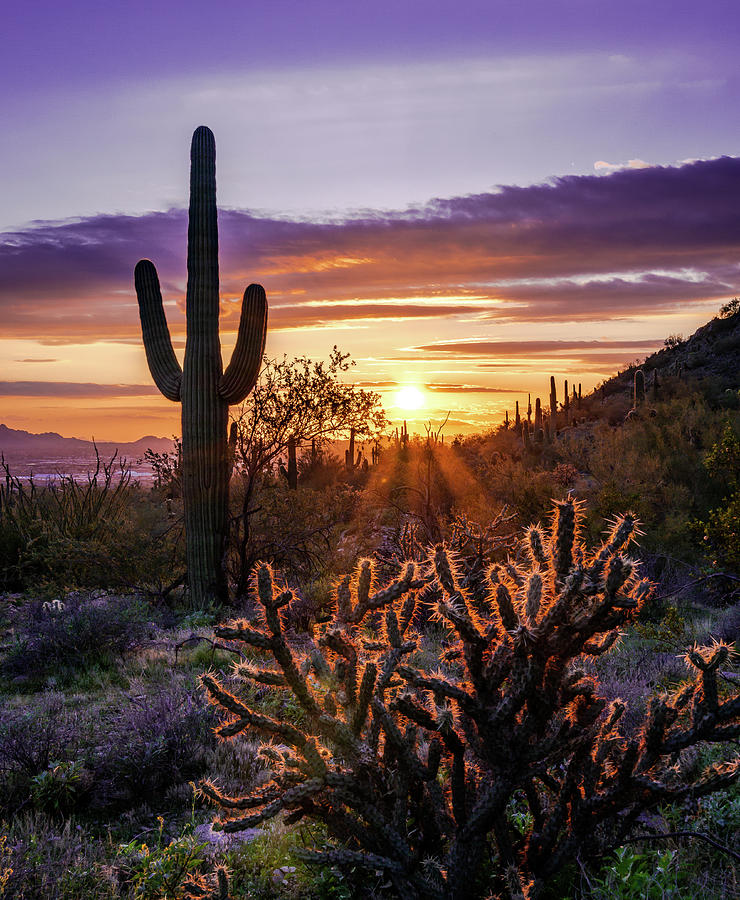 Soft Sonoran Sunset no. 16 Photograph by Eric Mischke
