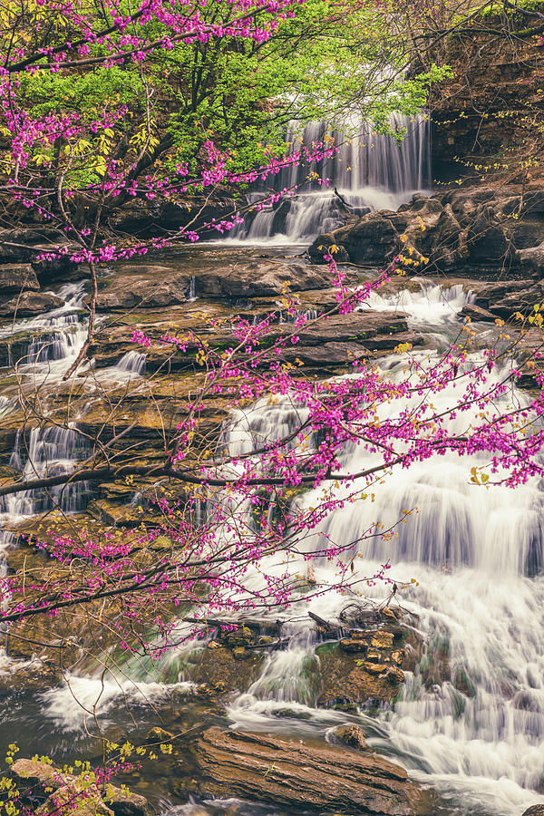 Soft Spring Color At Tanyard Creek Falls Photograph by Gregory Ballos
