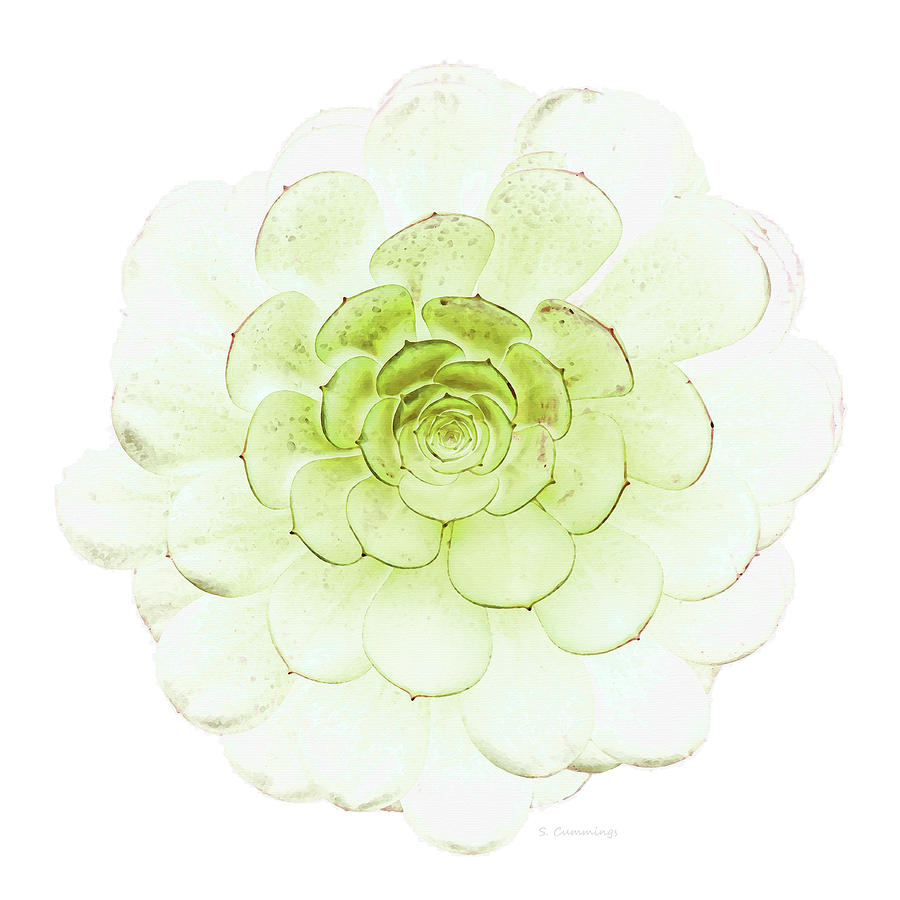 Soft Succulent On White Plant Art Painting by Sharon Cummings