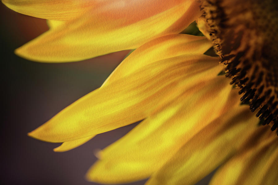 Soft Sunflower Petals Photograph by Nicole Engstrom