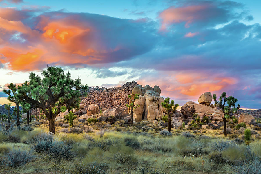 Soft Sunset at Joshua Tree Photograph by Peter Tellone