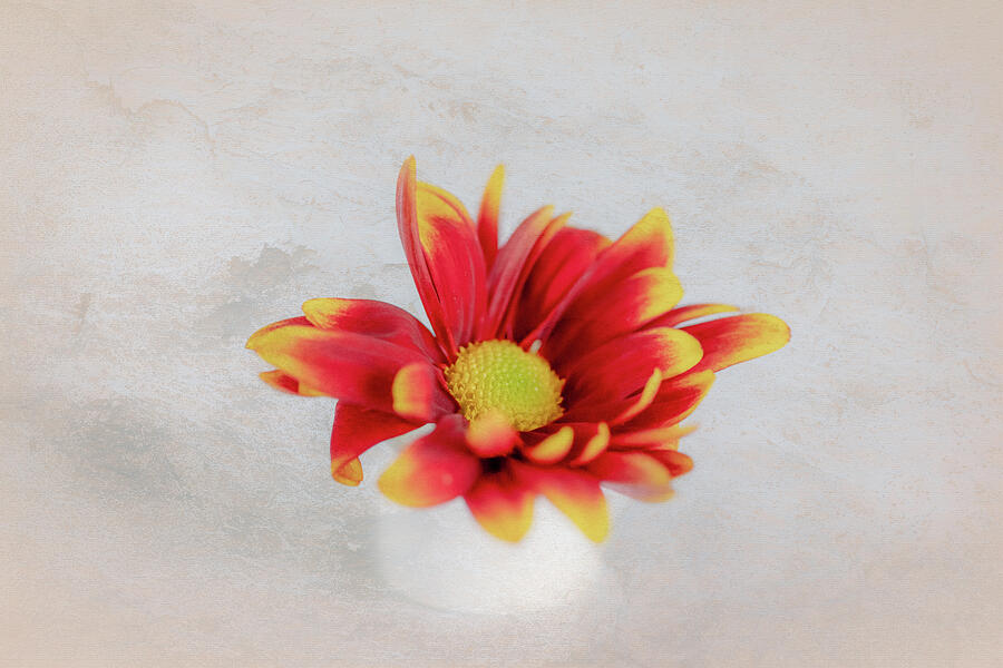 Soft Textured Chrysanthemum Photograph by Tanya C Smith