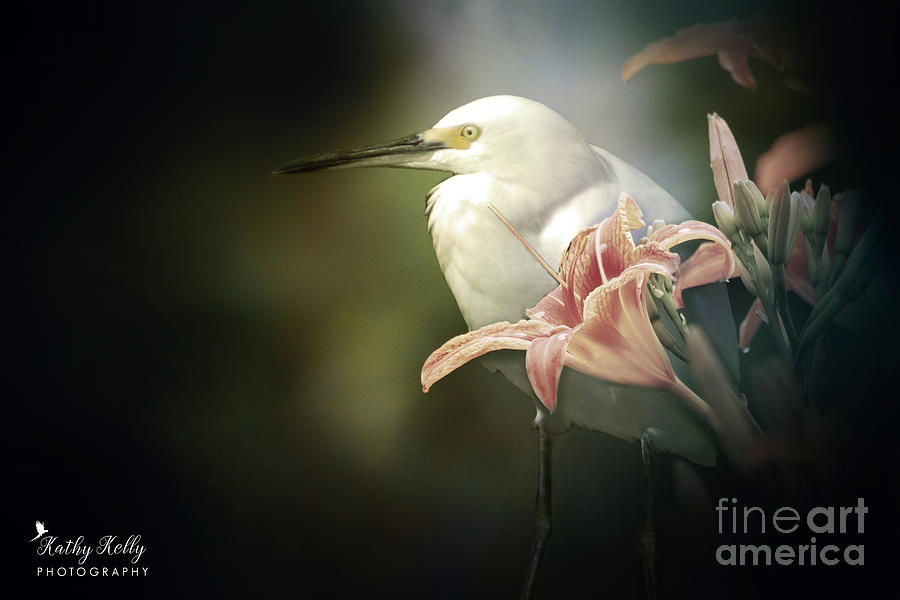 Soft Touch Egret Mixed Media by Kathy Kelly
