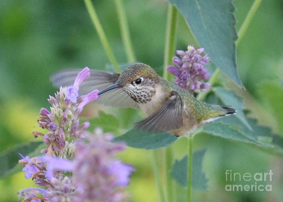 Soft Touch Hummingbird Photograph by Carol Groenen