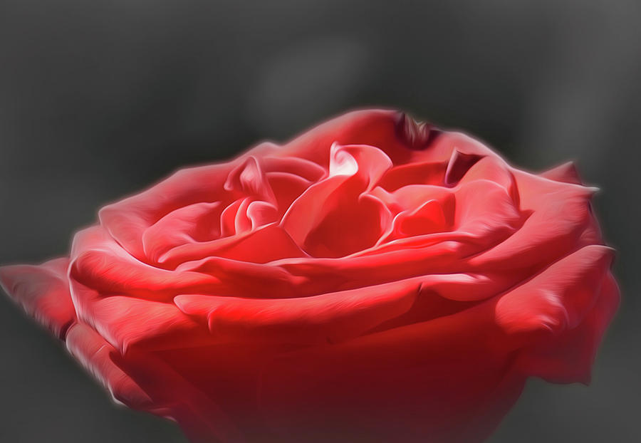 Soft Touch of a Red Rose Photograph by Sandra Js