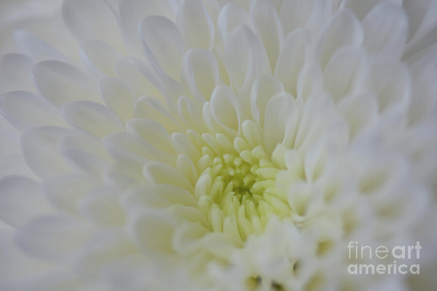 Soft Translucence - White Chrysanthemum Photograph by Yvonne Johnstone
