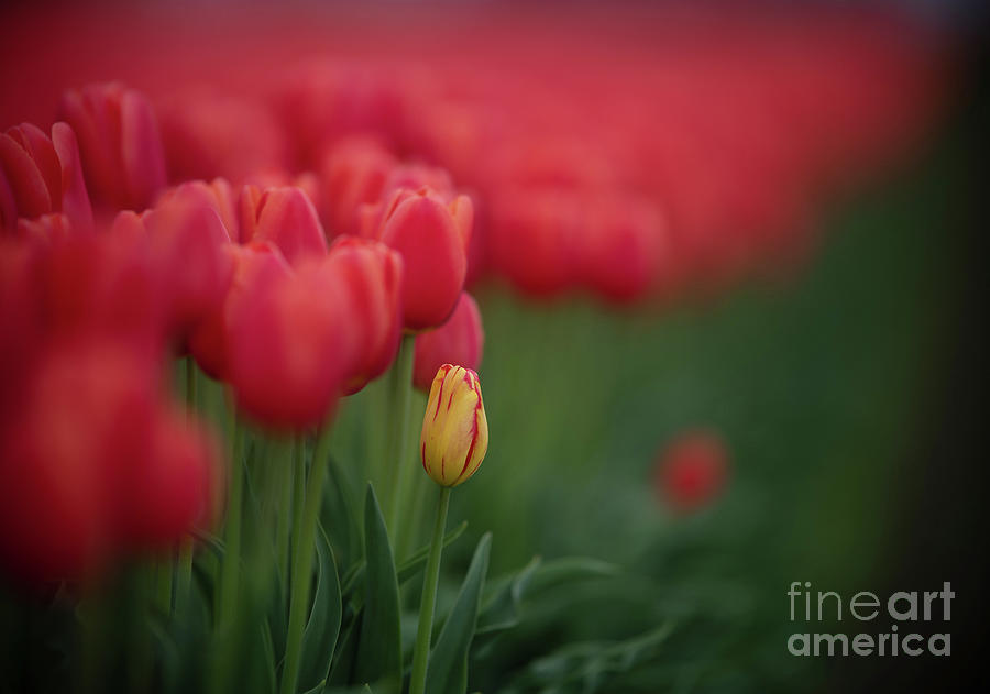 Soft Tulips Solitary Yellow Bloom Photograph