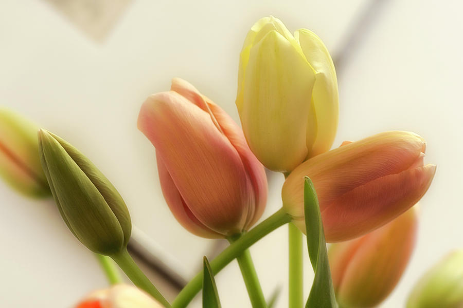 Soft Tulips Photograph by Wolfgang Stocker
