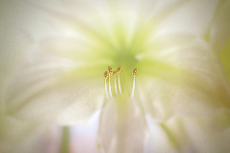 Soft White Amaryllis Photograph