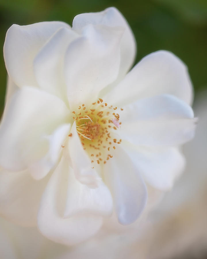 Soft White Beauty Photograph