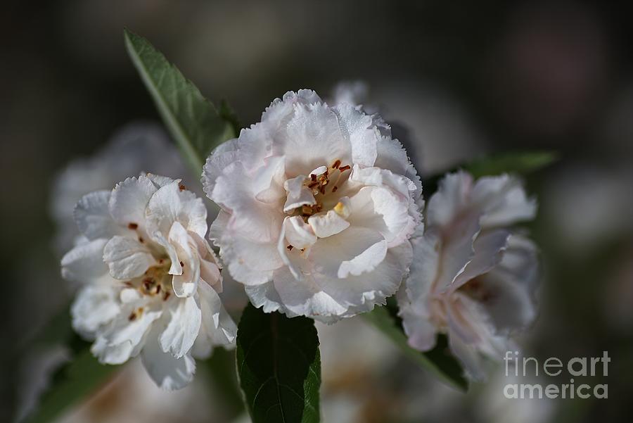 Nature Photograph - Soft White Crabapple Flowers  by Joy Watson