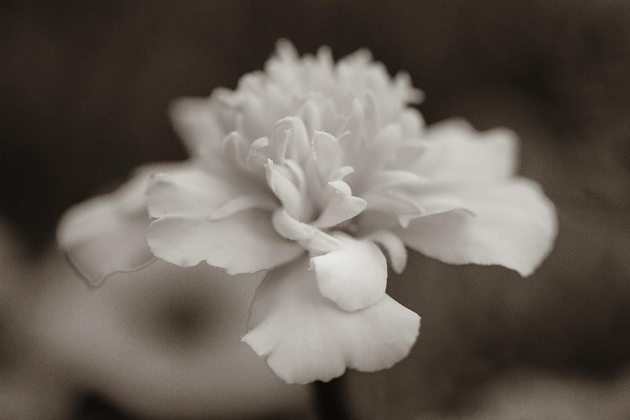 Soft White Flower Photograph by Roger Mullenhour - Fine Art America