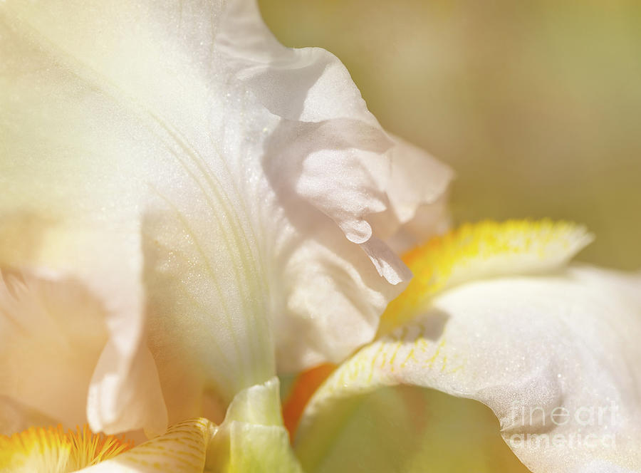 Soft White Iris Photograph by Sally Simon