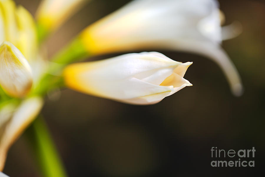 Soft White Lily Buds  Photograph by Joy Watson