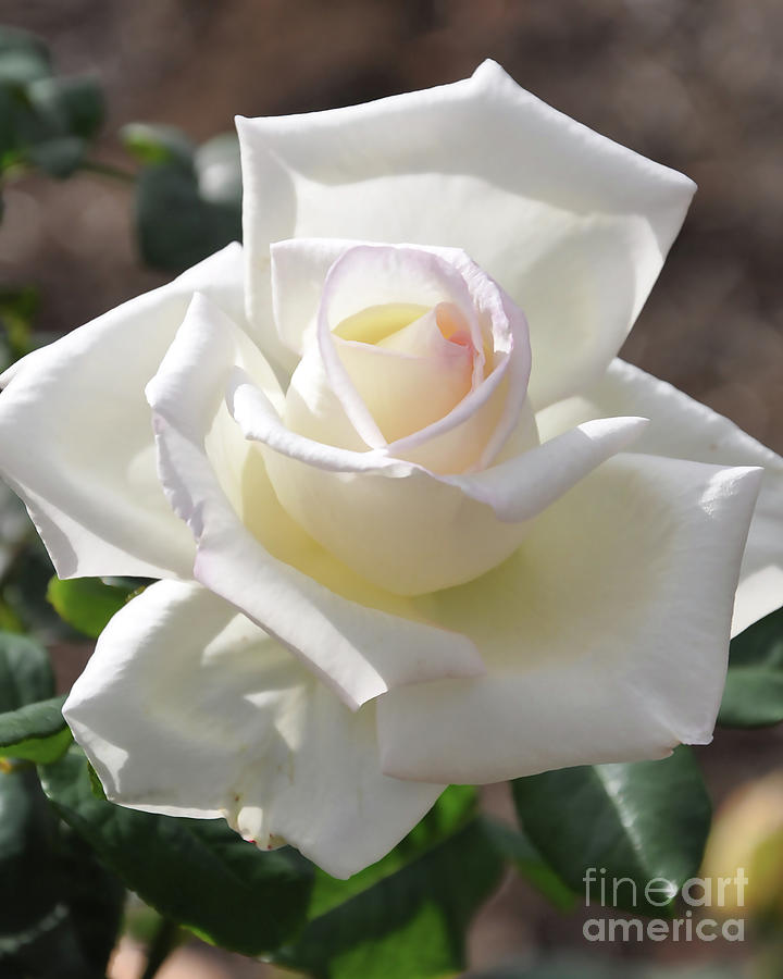 Soft White Rose Bloom Digital Art by Kirt Tisdale