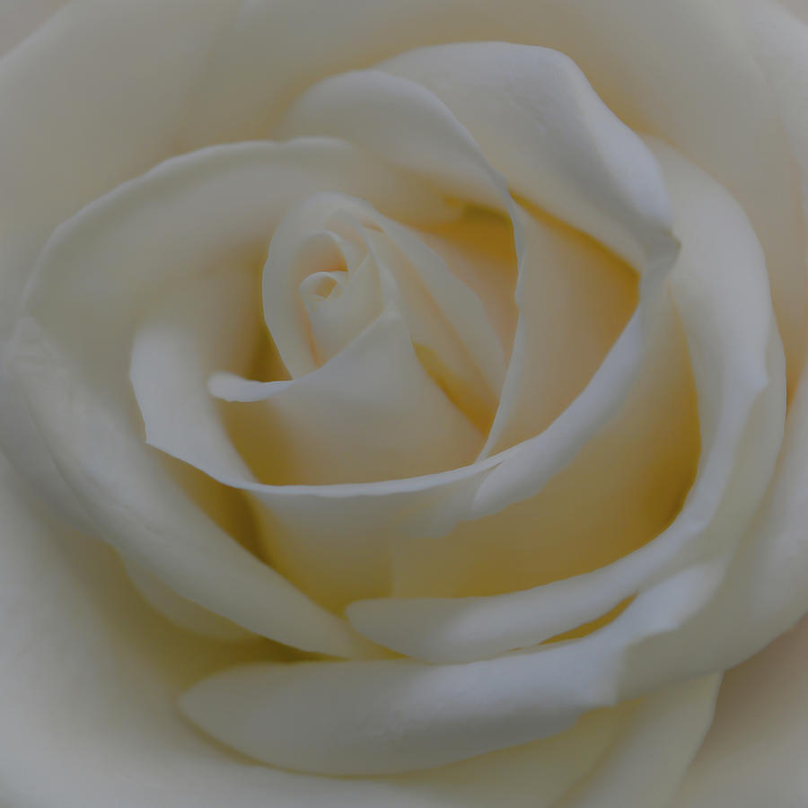 Soft White Rose Photograph by Michelle Wittensoldner