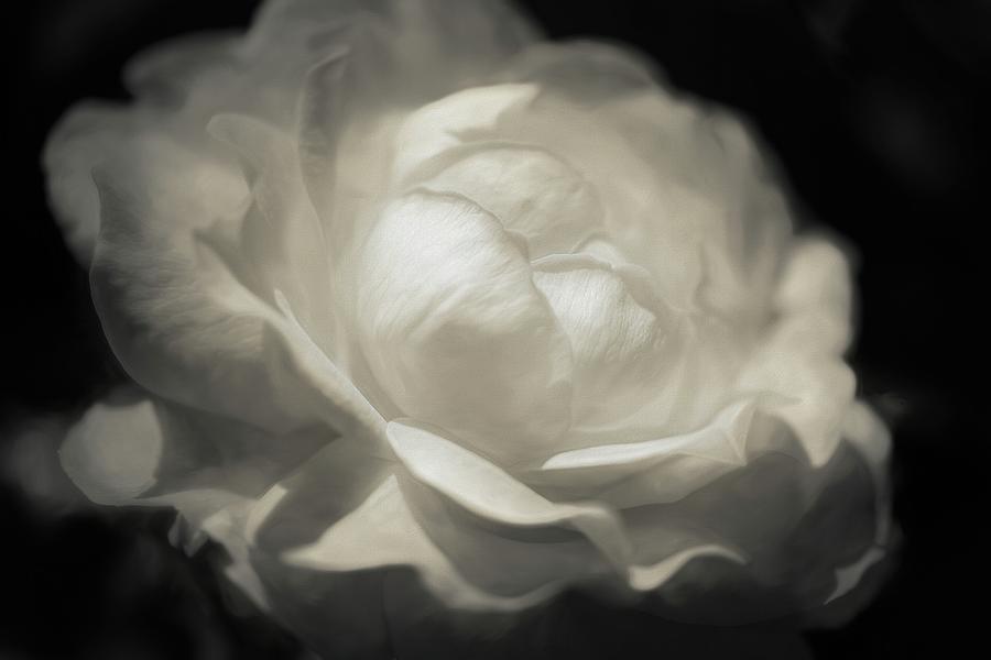 Soft White Rose Painterly Photograph by Teresa Wilson