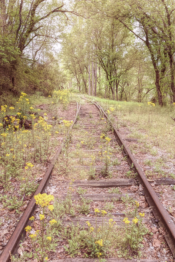 Soft Wildflowers along the Tracks Photograph by Debra and Dave Vanderlaan