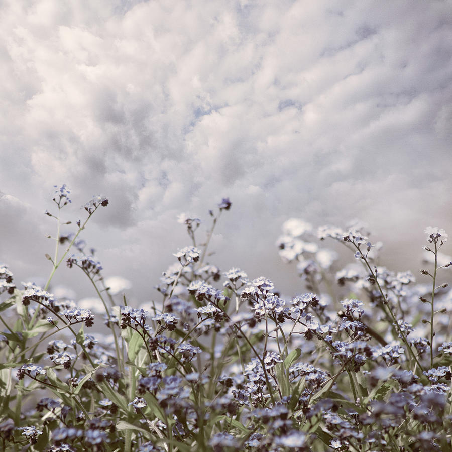 Soft Wildflowers Waving in the Breeze Photograph by Debra and Dave Vanderlaan