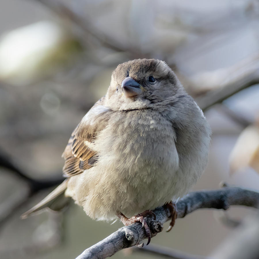 Soft Winter Sparrow Photograph by Rachel Morrison