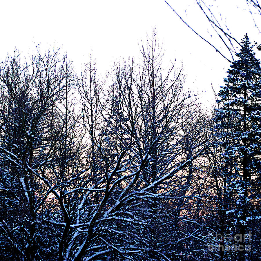 Soft Winter Sunrise Photograph