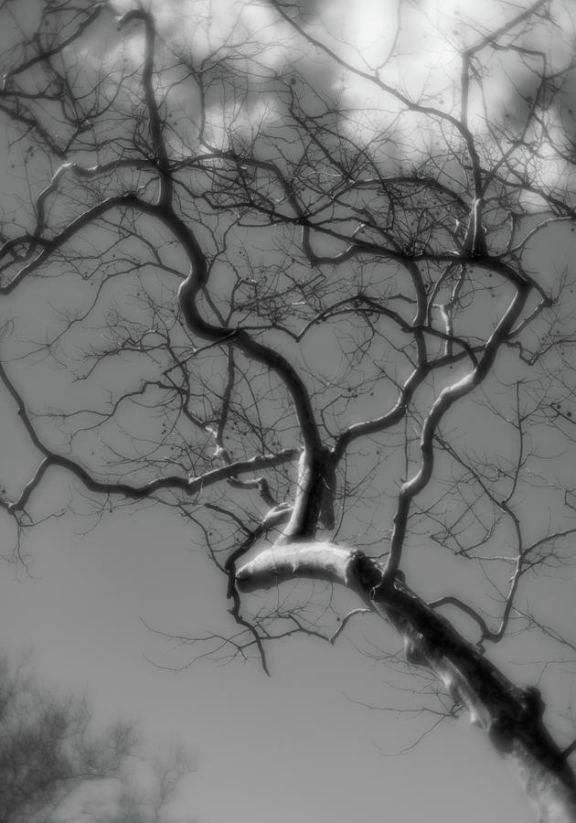 Soft Winter Tree  Photograph by Liz Albro