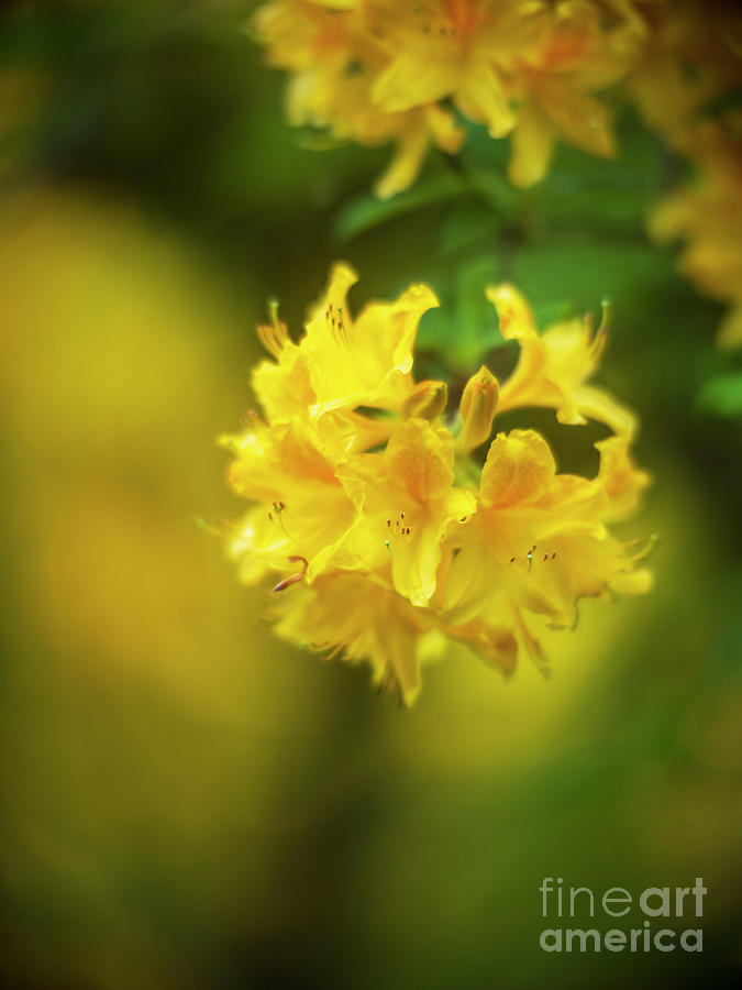 Soft Yellow Cluster Of Azaleas Photograph