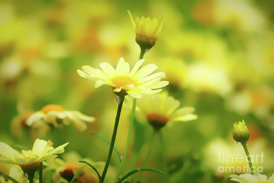 Soft Yellow Daisies Photograph by Amy Dundon