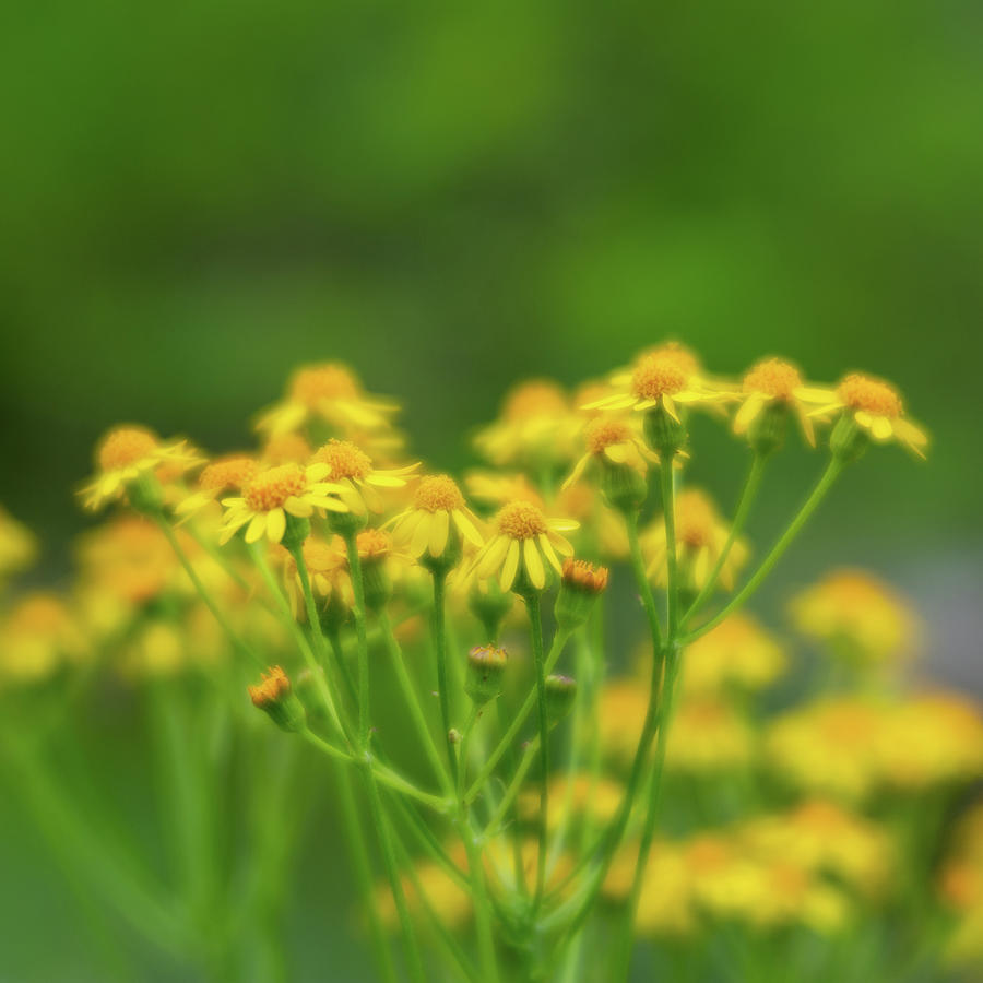 Soft Yellow Ragwort Photograph by Liz Albro
