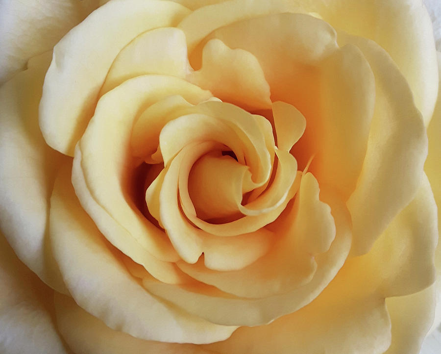 Soft yellow rose Photograph by Helene Persson