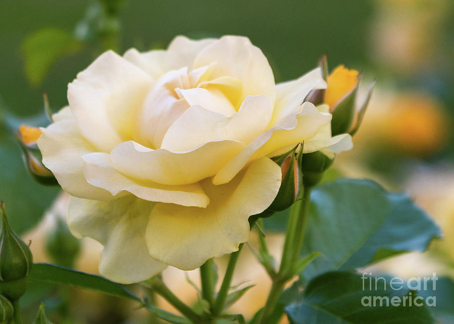 Soft Yellow Rose Photograph by Lorraine Cosgrove