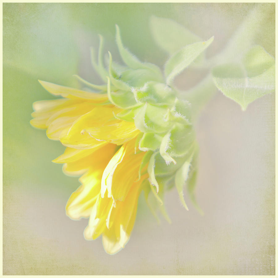 Sunflower Photograph - Soft Yellow Sunflower Just Starting to Bloom by Patti Deters