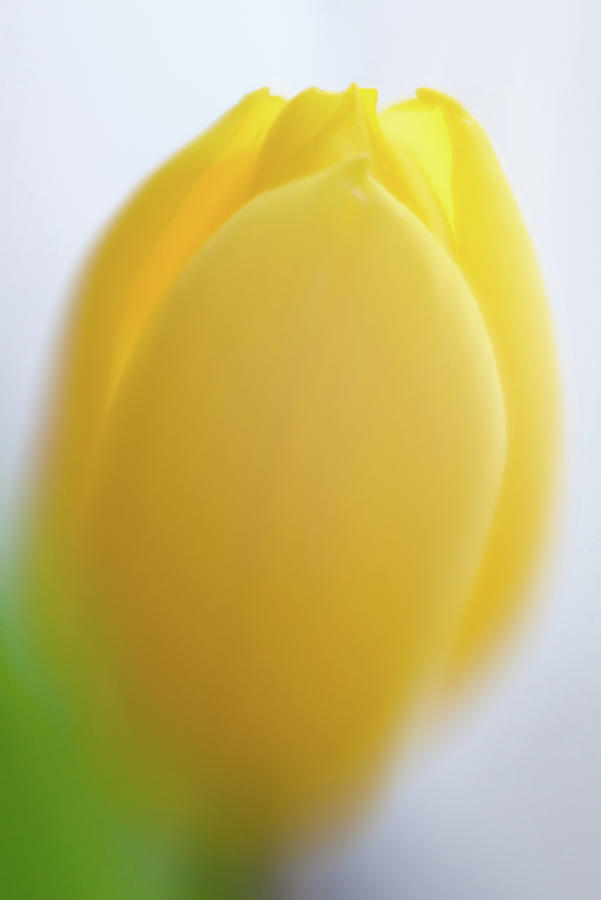 Soft yellow Tulip in Spring Photograph by Matthias Hauser