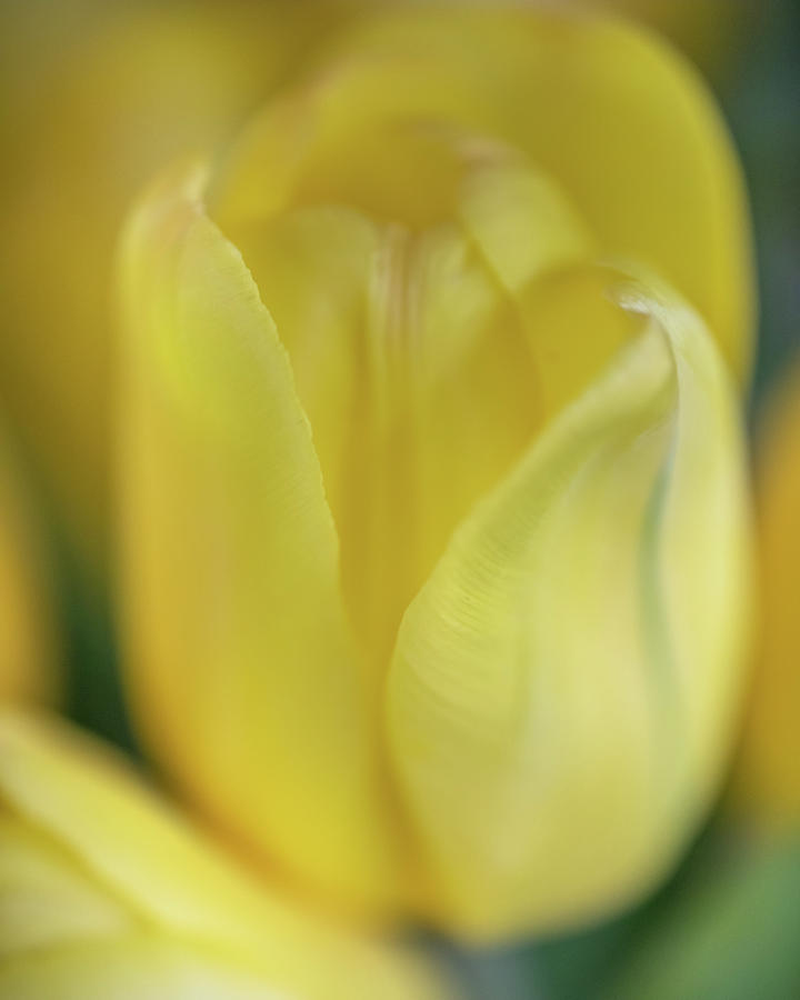 Soft Yellow Tulip Photograph by Teresa Wilson