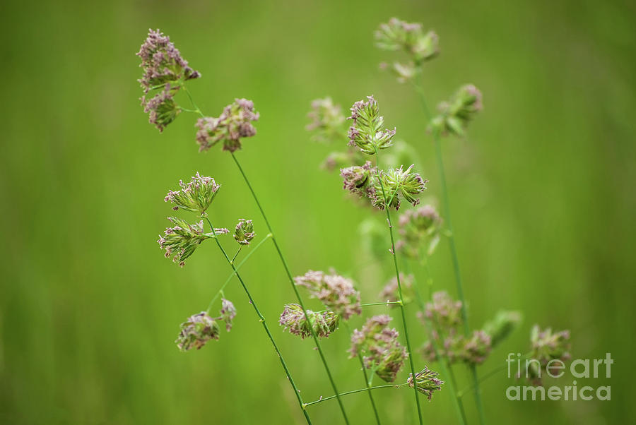 Softened Fields Floral / Botanical / Nature Photograph Photograph by PIPA Fine Art - Simply Solid