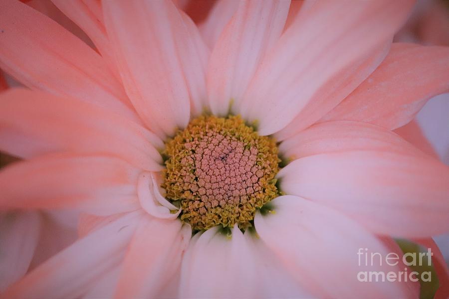 Softest Pink Daisy Photograph by Mesa Teresita